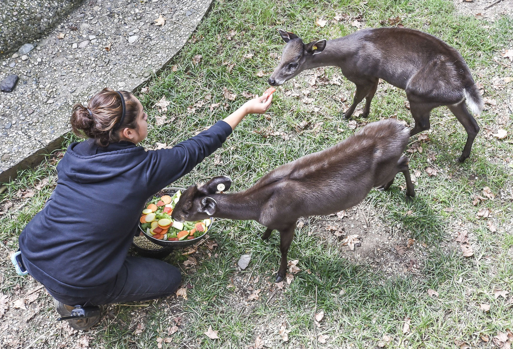 2017: Scovill Zoo Animals